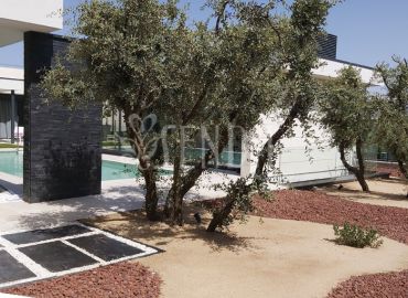 Paisajismo contemporáneo con olivos y grava decorativa