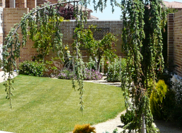 Diseño paisajístico con árbol llorón y composición vegetal sobre grava decorativa